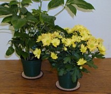 Cork Plant Mats