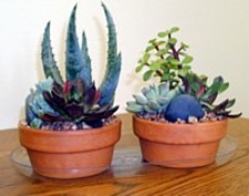Clear Vinyl Window Sill Plant Trays - Curtis Wagner